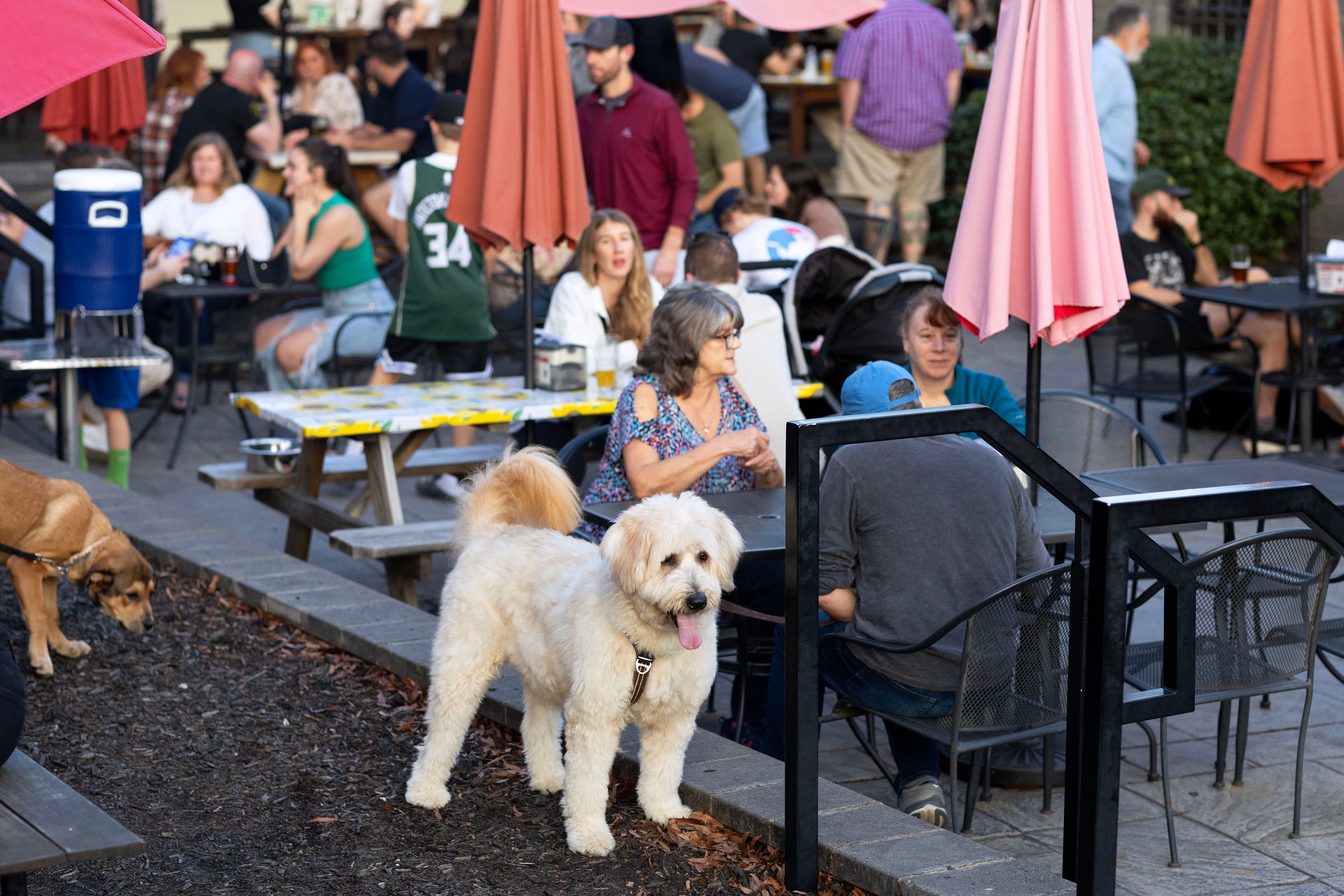 Whit fluffy dog with tongue hanging out on a leash beside tables full of people in a patio beer garden under red umbrellas